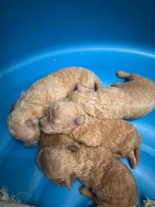 Poodle for sale