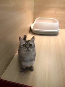 Munchkin