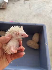 Hedgehog mini