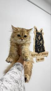 Domestic Longhair