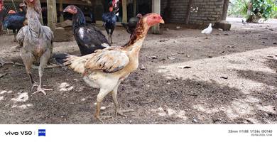 Ayam Ganoi Betina
