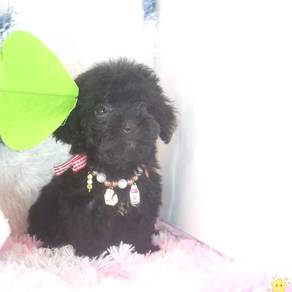 Maltipoo