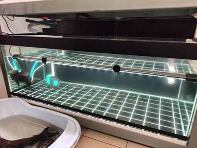 fish aquarium 