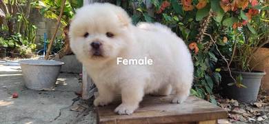 Chow Chow
