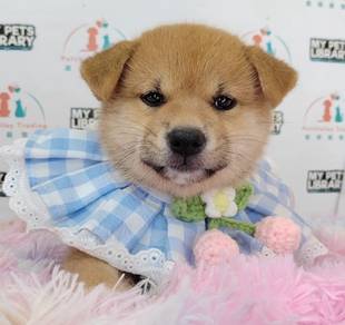 Shiba inu
