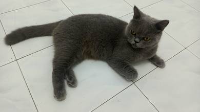 Bsh Blue murah
