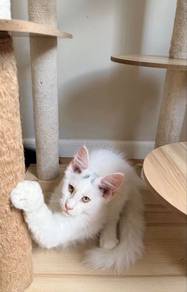 mainecoon white