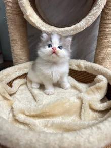 Persian