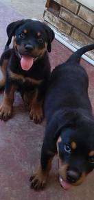 Pure Rottweiler