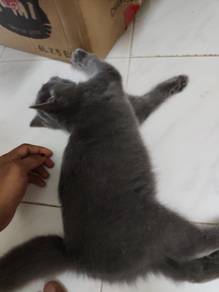 British shorthair k