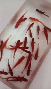 albino swordtail