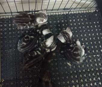 The Pure Sliver Tabby American short hair kittens