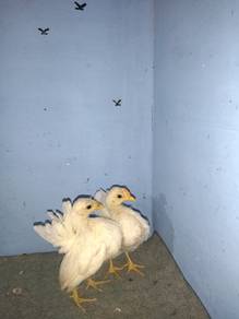 ayam serama sepasang 