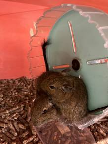 Degu for sale