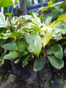 pokok kristal