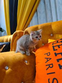british short hair golden kitten