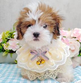 Shih Tzu