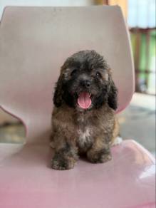 Toy Poodle Male Short Leg