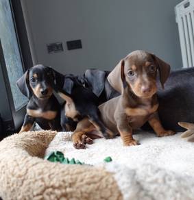 MINIATURE DACHSHUND PUPPIES D136 🐻 Short Hair
