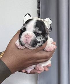 FRENCH BULLDOG PUPPIES G28🌻 Merle Male