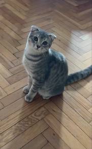 Scottish Fold