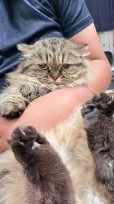 British longhair