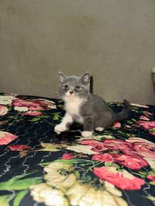 kitten BSH (non cert)