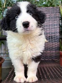 Black White BorderCollie with Purebreed