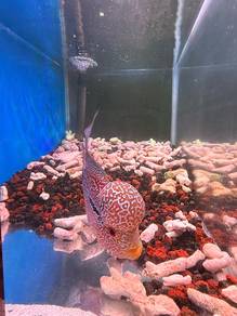 Kamfa Flowerhorn