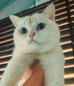 Golden BSH Male NY1133