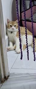 Free Cat to be given away