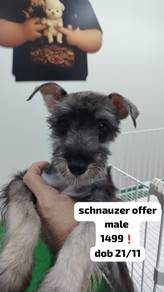 schnauzer offer male  