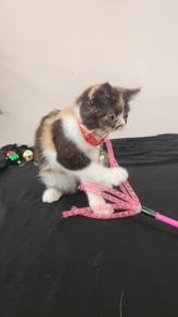 Bsh mix Persian flat face
