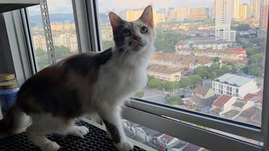 Pure mainecoon