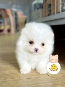 KLIP_5312 friendly little buddy Tiny Pomeranian