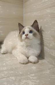 Ragdoll High Quality Male kitten import China