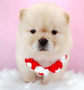 Chow Chow