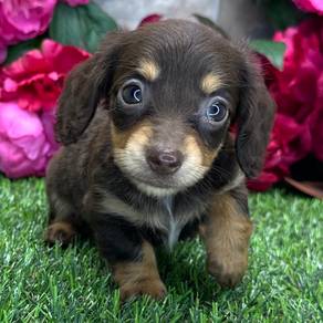 dashund 
