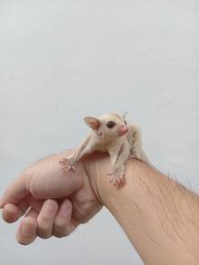 Sugar Glider Cremino Baby