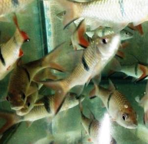 水马溜鱼, Ikan Sebarau, Hampala macrolepidota