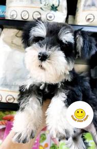 KKA_MM1333 Mini Schnauzer black white haired