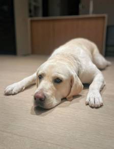 Labrador Retriever