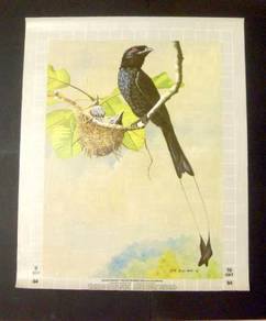 Large Racket-Tailed Drongo by Ong Soo Keat 1981