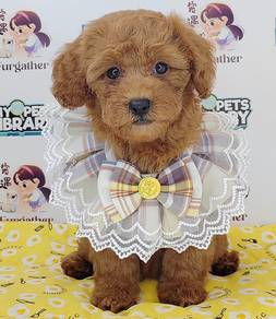 Poodle Toy