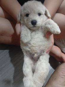 3male Maltipoo 