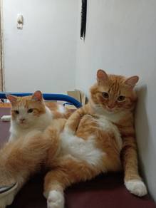 For Rehome – 2 ekor kucing jantan 🐱

