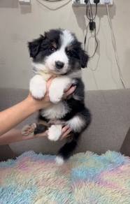 Border collie puppy