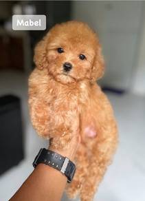 Maltipoo 