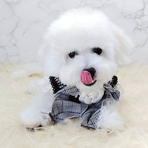 Bichon Frise