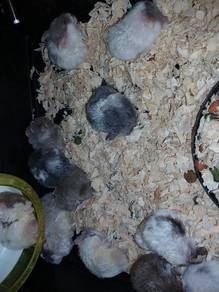 hamster bulu biri²..jinok